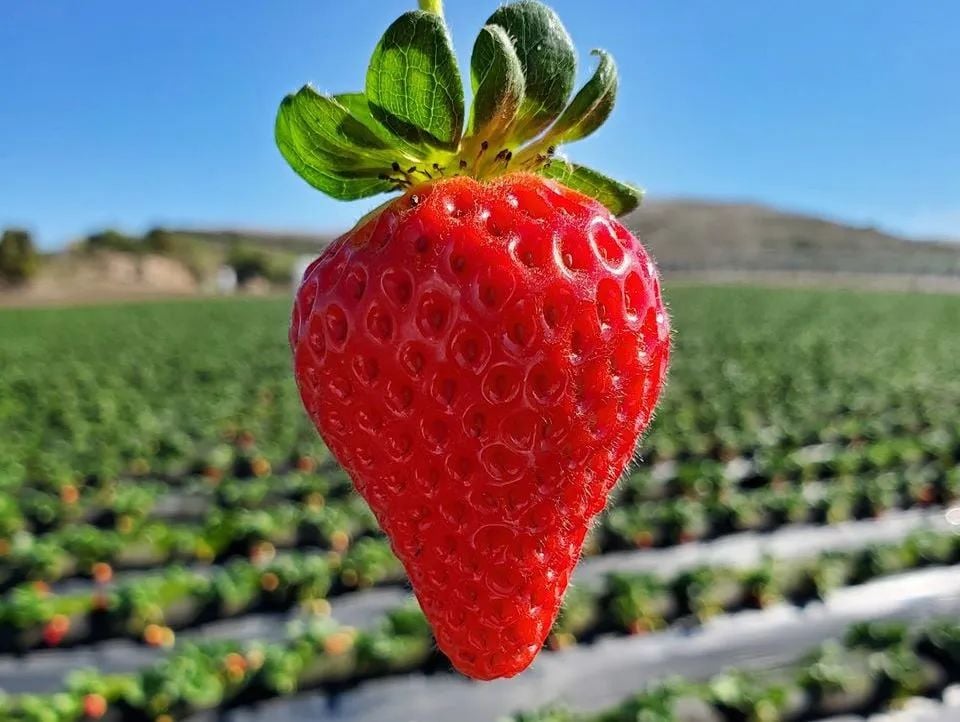 A vibrant red strawberry with green leaves, held against a blurred background of a strawberry field under a clear blue sky.
