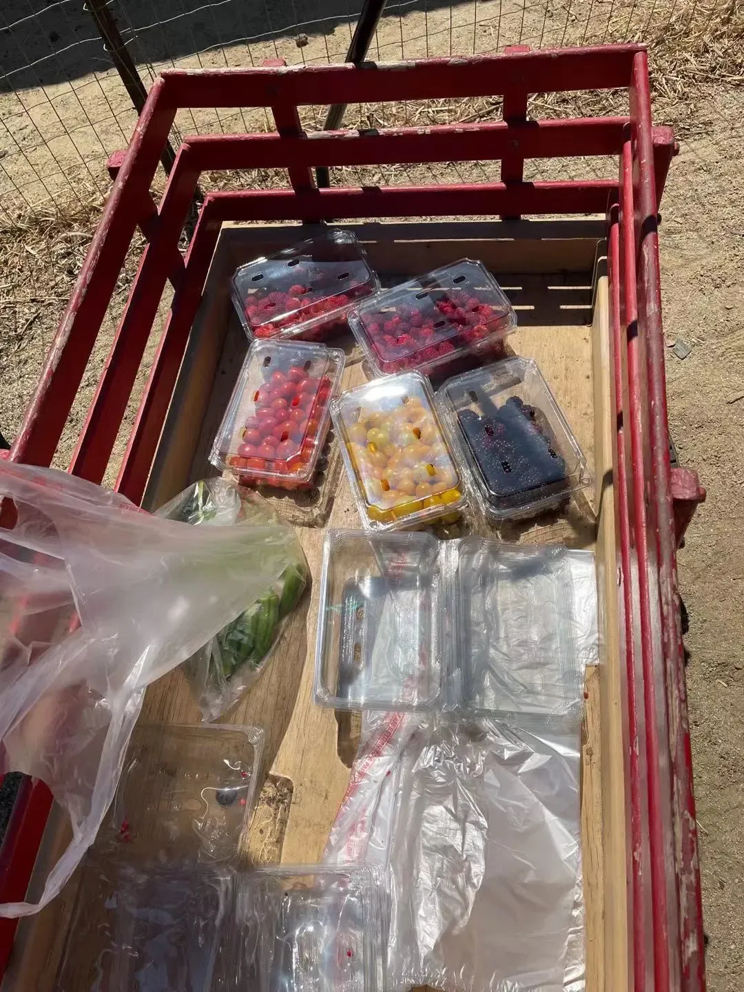 Red wagon filled with clear plastic containers of raspberries, cherry tomatoes, grapes, and dark berries, along with empty containers and plastic bags.