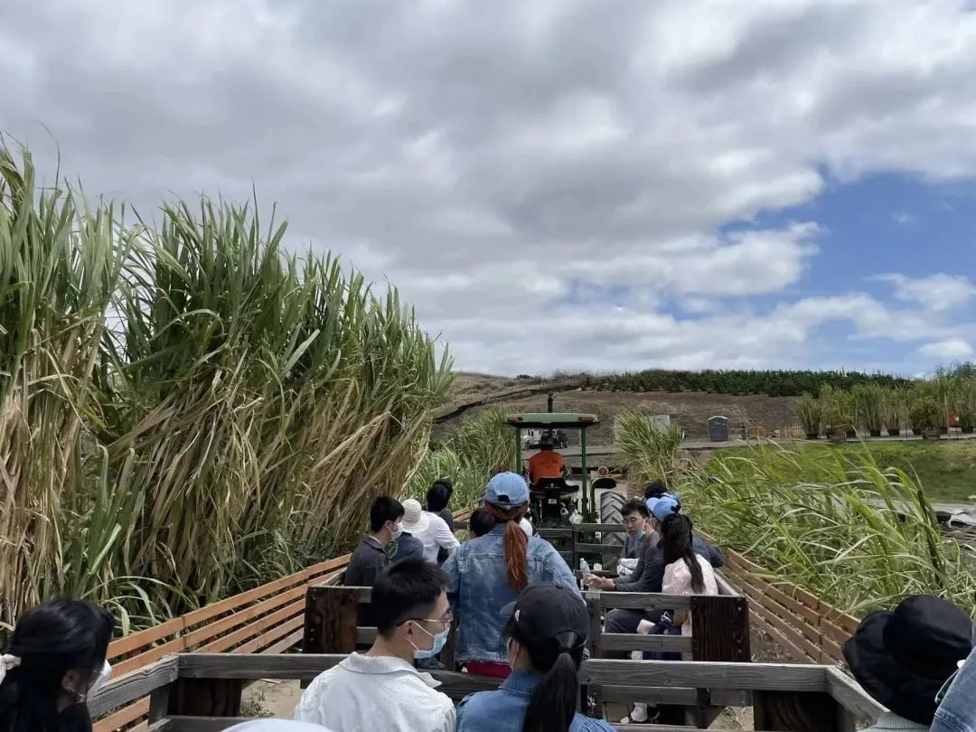 People riding a wooden trailer pulled by a tractor through a field of tall green crops under a partly cloudy sky.