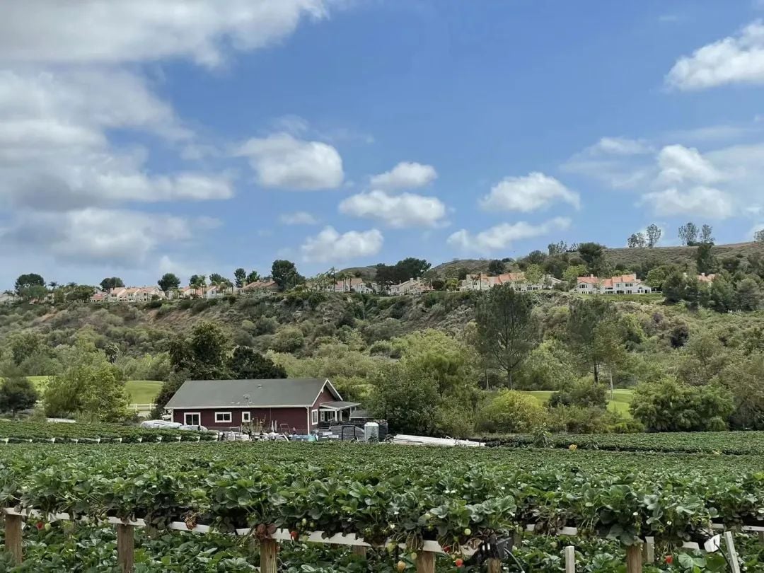 Strawberry field with a red barn, green hills, and houses on a distant ridge under a cloudy blue sky.