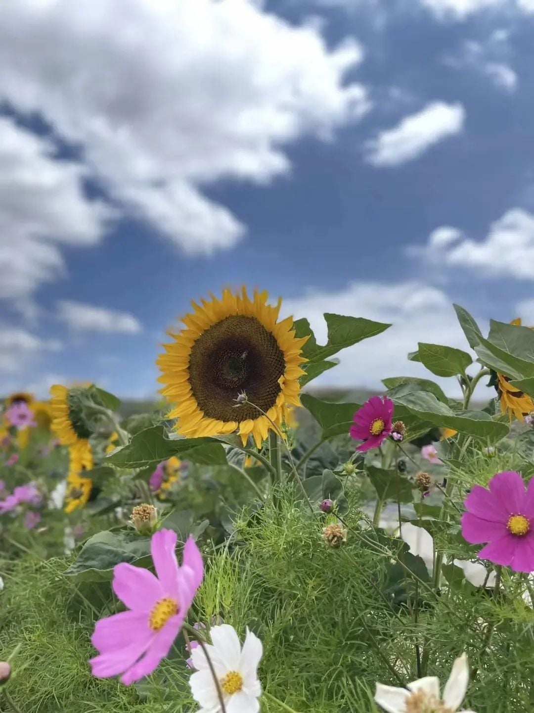 A field of sunflowers and cosmos flowers under a blue sky with white clouds. A large sunflower is prominent in the center.